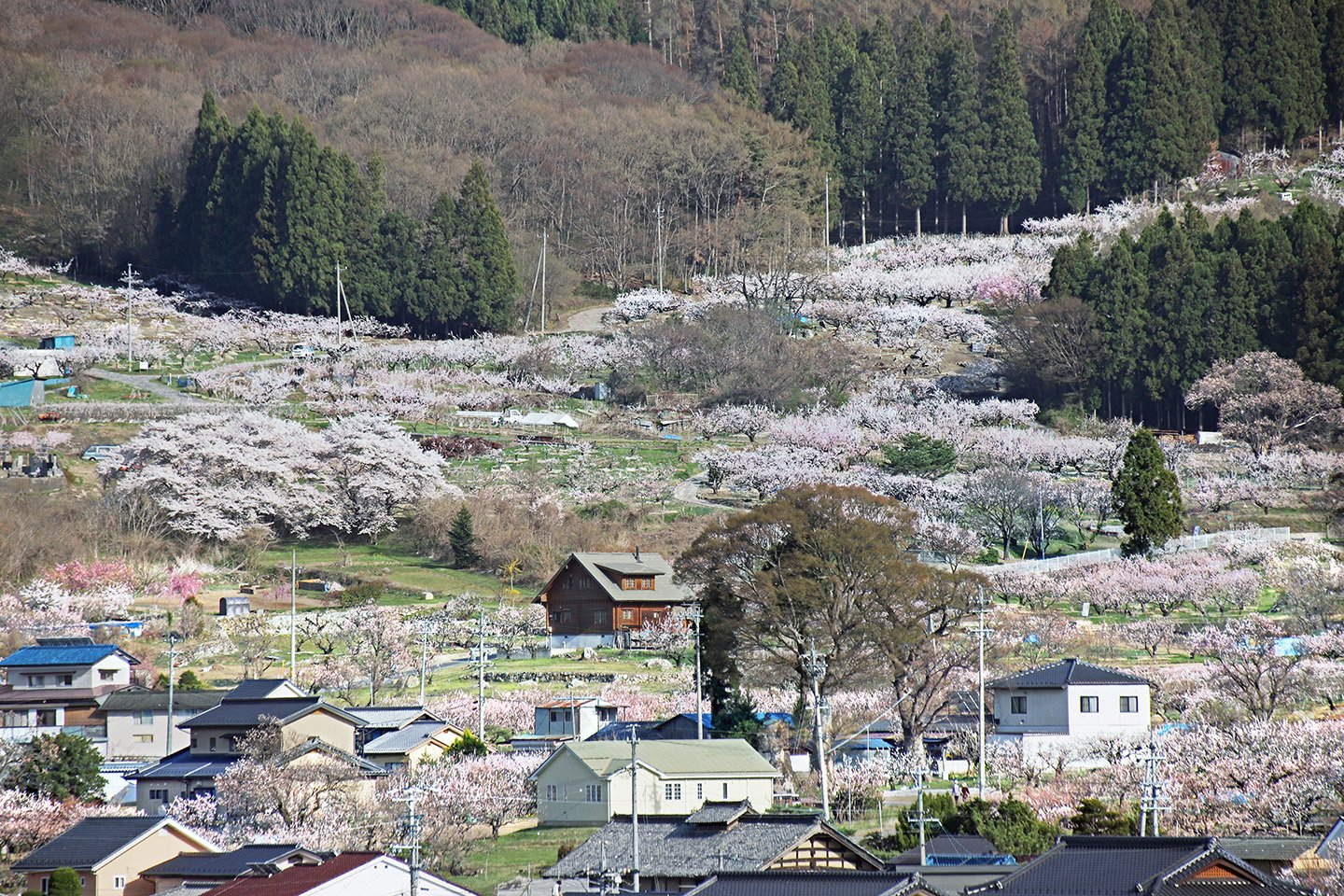 🌸 살구 마을 운동공원(안즈노사토 운동코엔) 이미지 4
